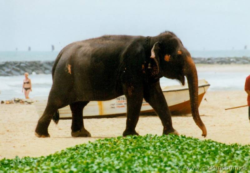 Am Strand 7 
